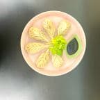 Best Steamed Vegetarian Dumpling (6) in Springfield, VA